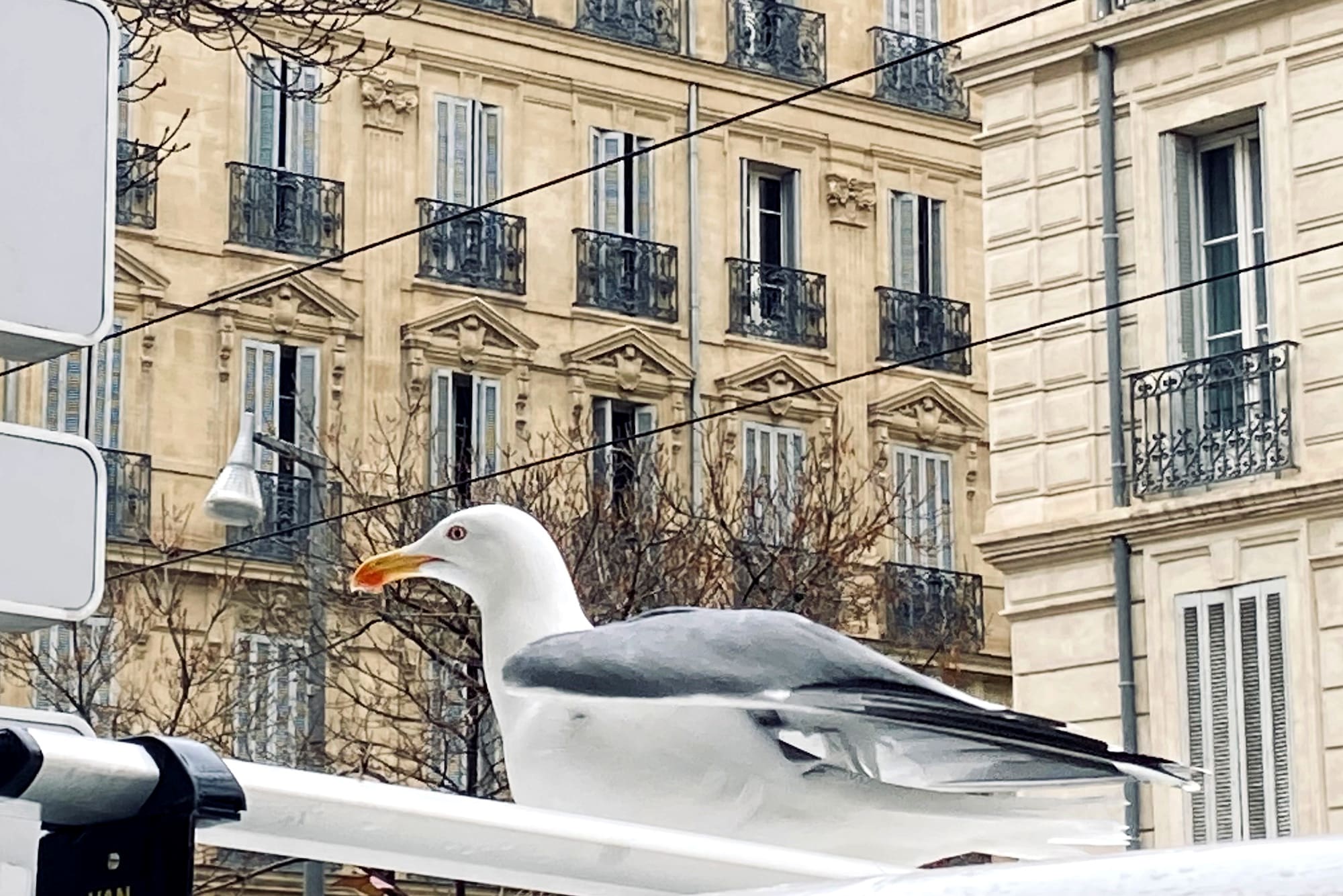 gabians, Les gabians, ces néo-Marseillais aussi protégés que mal aimés, Made in Marseille