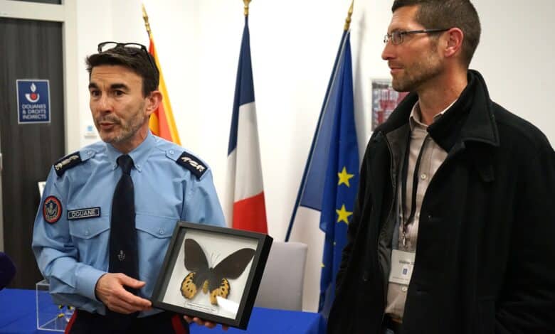 une saisie de papillons par les douanes de marseille