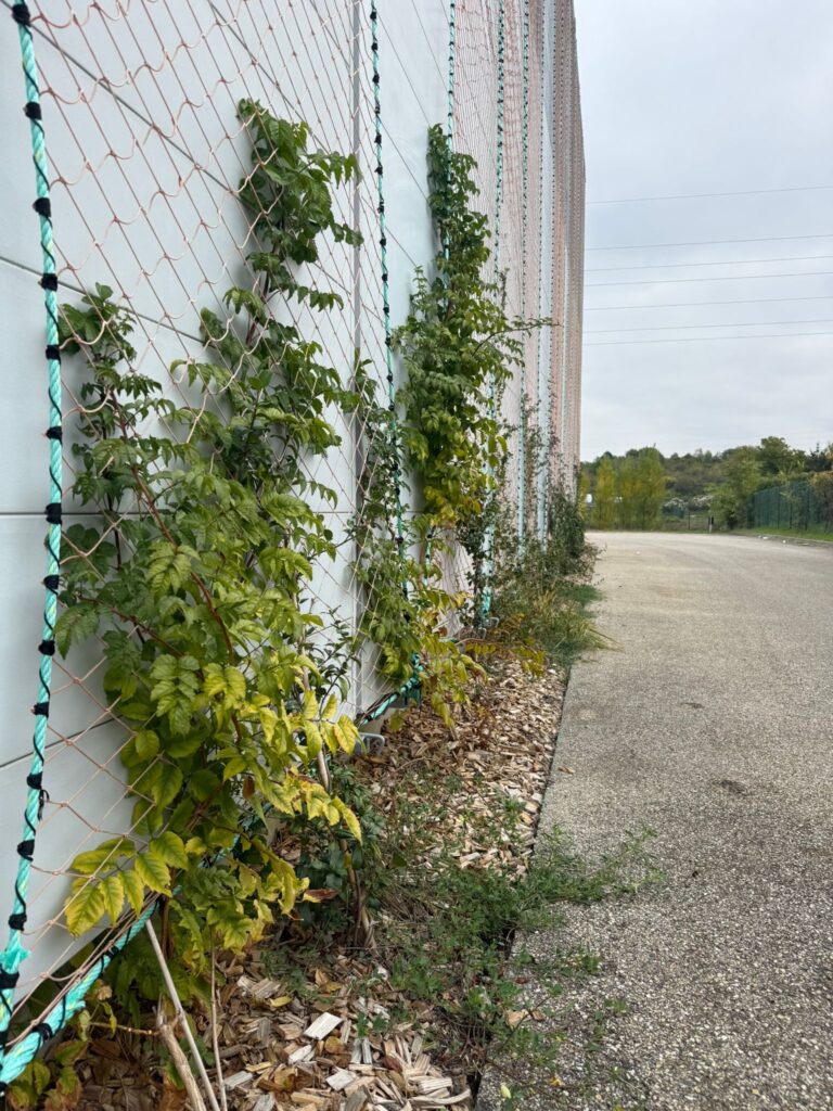 Filae, Des filets de pêches recyclés pour verdir les rues et rafraîchir les bâtiments, Made in Marseille
