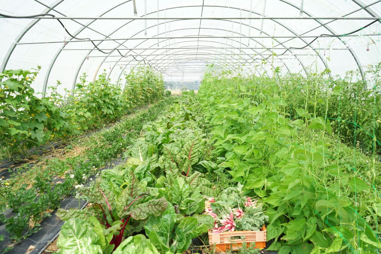 Bétheline, À Marseille, les agriculteurs cultivent le nouveau tiers-lieu de la Bétheline, Made in Marseille