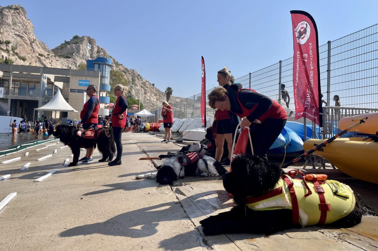 Terre-Neuves, Vidéo | Les chiens Terre-Neuve s’entraînent à sauver des vies sur les plages marseillaises, Made in Marseille