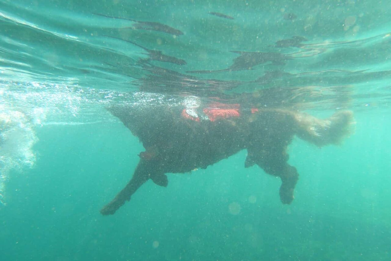 Terre-Neuves, Vidéo | Les chiens Terre-Neuve s’entraînent à sauver des vies sur les plages marseillaises, Made in Marseille