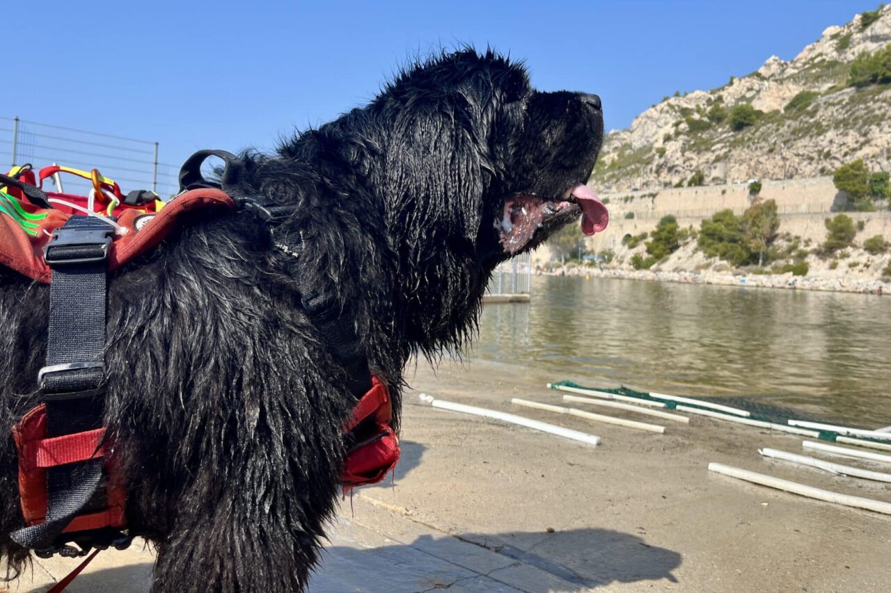 Terre-Neuves, Vidéo | Les chiens Terre-Neuve s’entraînent à sauver des vies sur les plages marseillaises, Made in Marseille