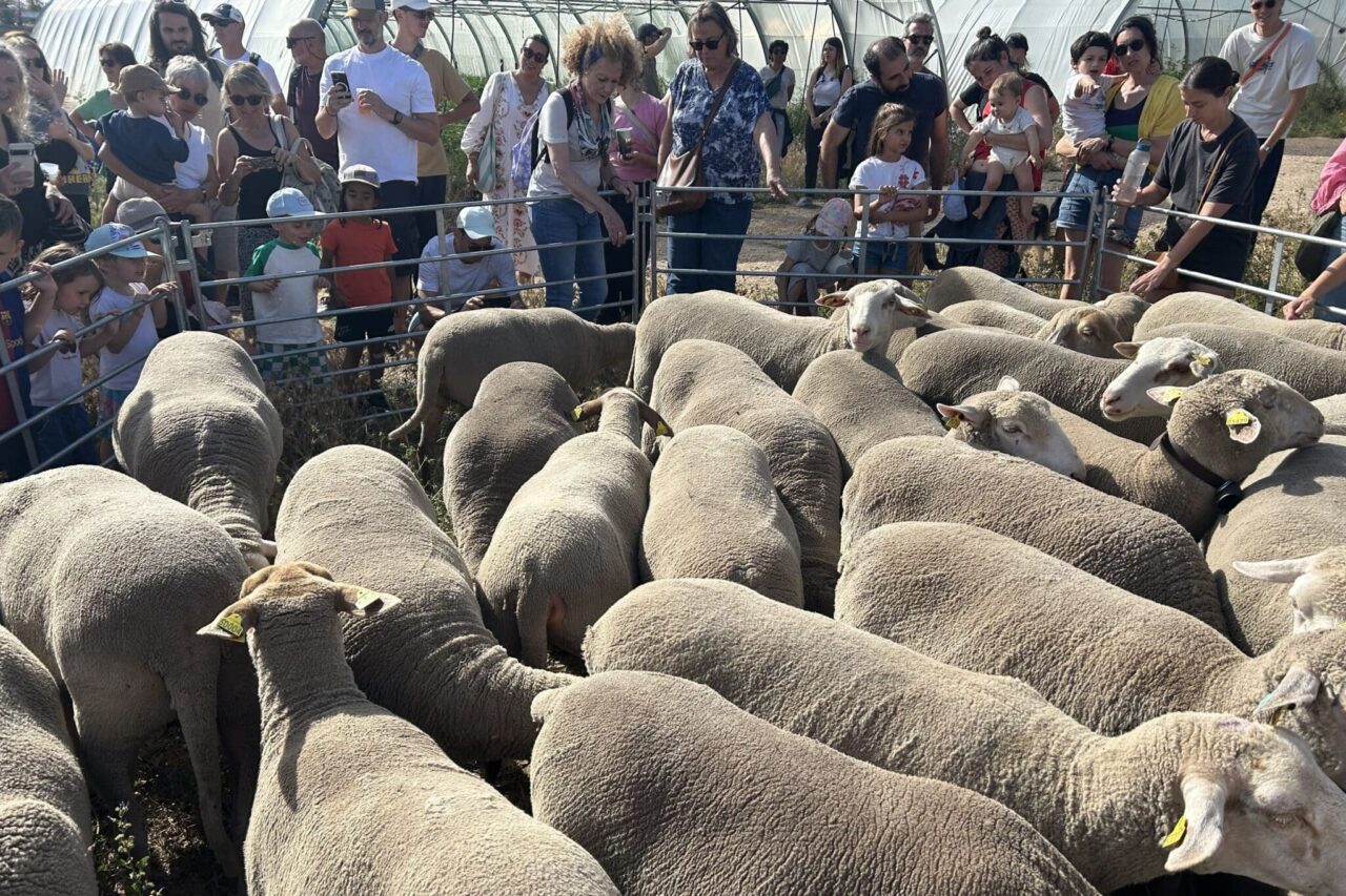 moutons marseillais, Vidéo | Les moutons marseillais partent en transhumance pour défendre le pastoralisme, Made in Marseille