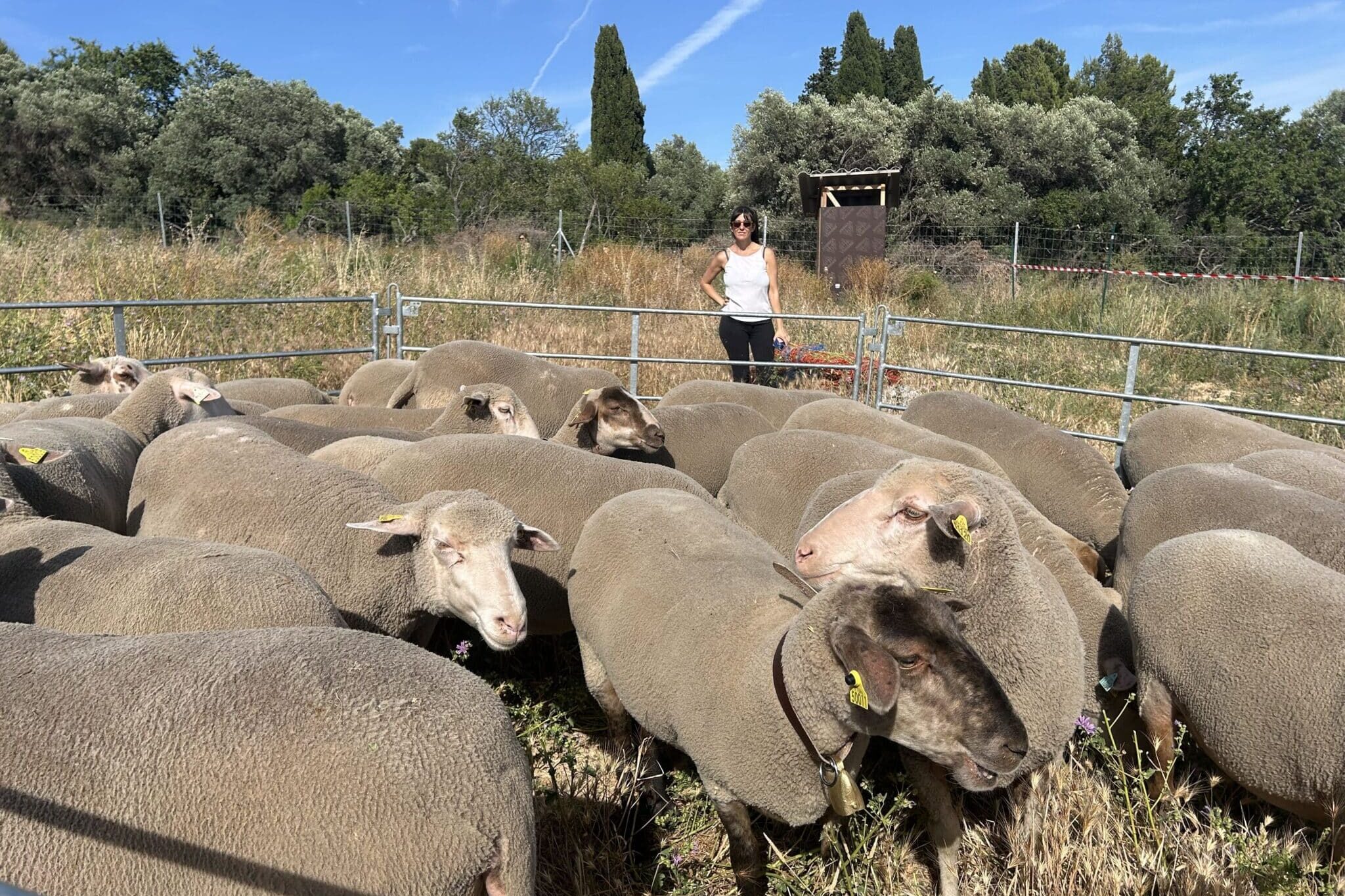 moutons marseillais, Vidéo | Les moutons marseillais partent en transhumance pour défendre le pastoralisme, Made in Marseille