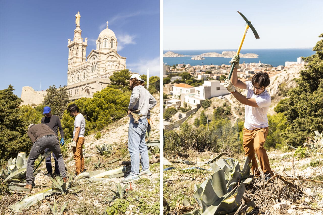 agaves, Vidéo | Une « cuvée sacrée » de spiritueux d&rsquo;agaves récoltés au pied de la Bonne-Mère, Made in Marseille