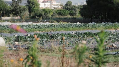 Agrifoodtech Kedge cité de l'agriculture et Intermade