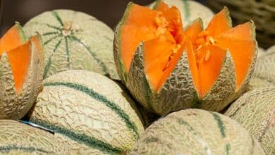 melon de cavaillon