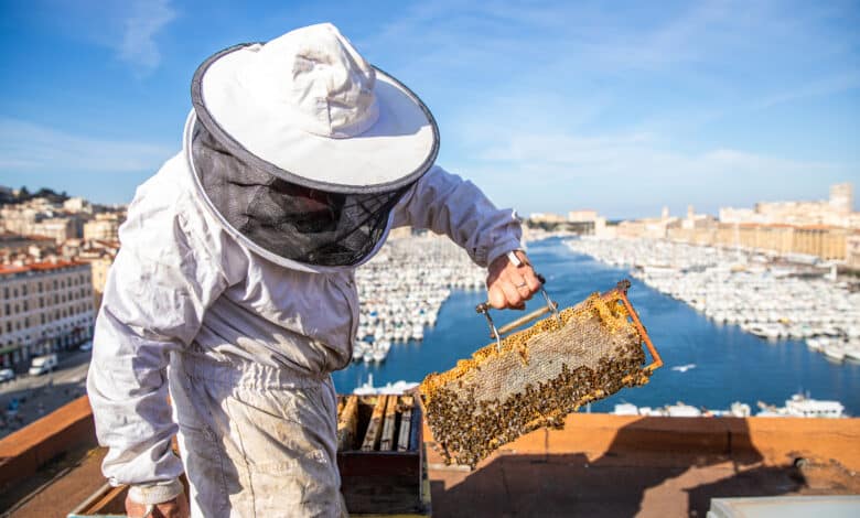 agriculture urbaine ruches vieux port