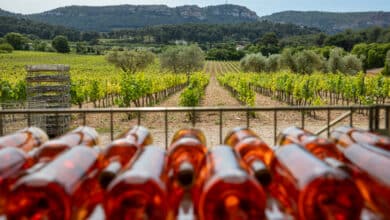 vignerons cassis viticulture