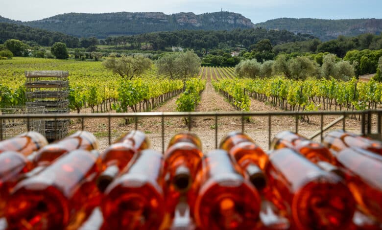 vignerons cassis viticulture