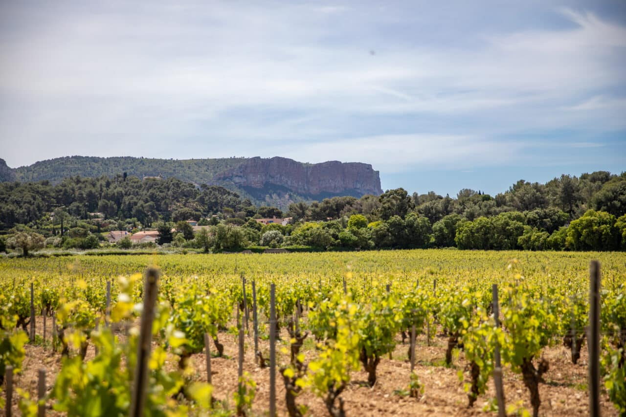 viticulteurs, Comment les viticulteurs Cassidains s’adaptent-ils au changement climatique ?, Made in Marseille
