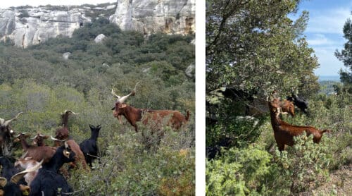 chevres du rove, Baux-de-Provence : La bergère Natascha Duverdier, pour l’amour des chèvres du Rove, Made in Marseille