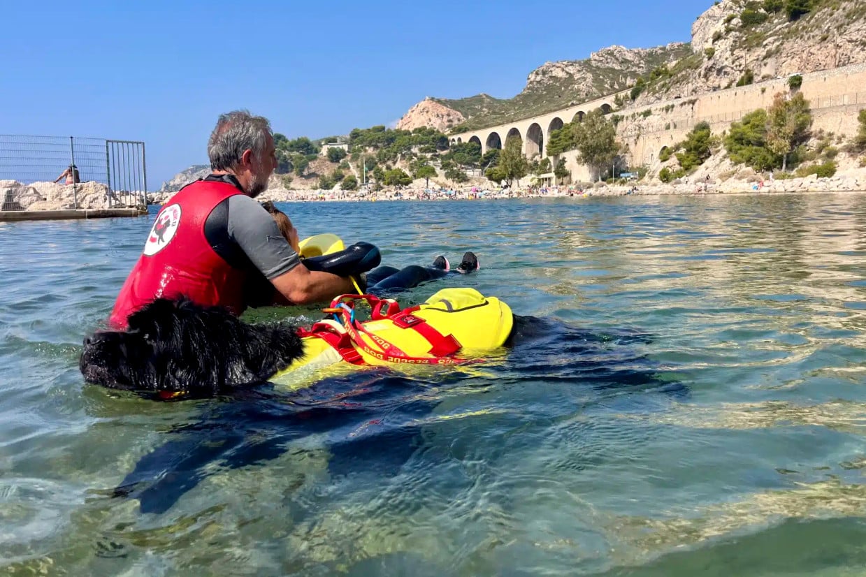 Terre-Neuves, Vid&eacute;o | Les chiens Terre-Neuve s&rsquo;entra&icirc;nent &agrave; sauver des vies sur les plages marseillaises, Made in Marseille