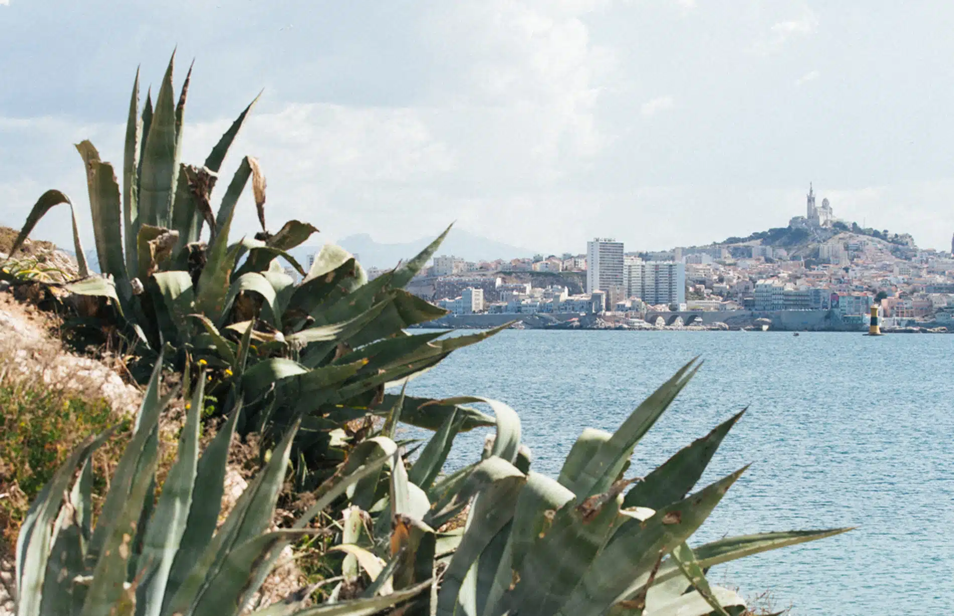 agaves, Vidéo | Une « cuvée sacrée » de spiritueux d&rsquo;agaves récoltés au pied de la Bonne-Mère, Made in Marseille