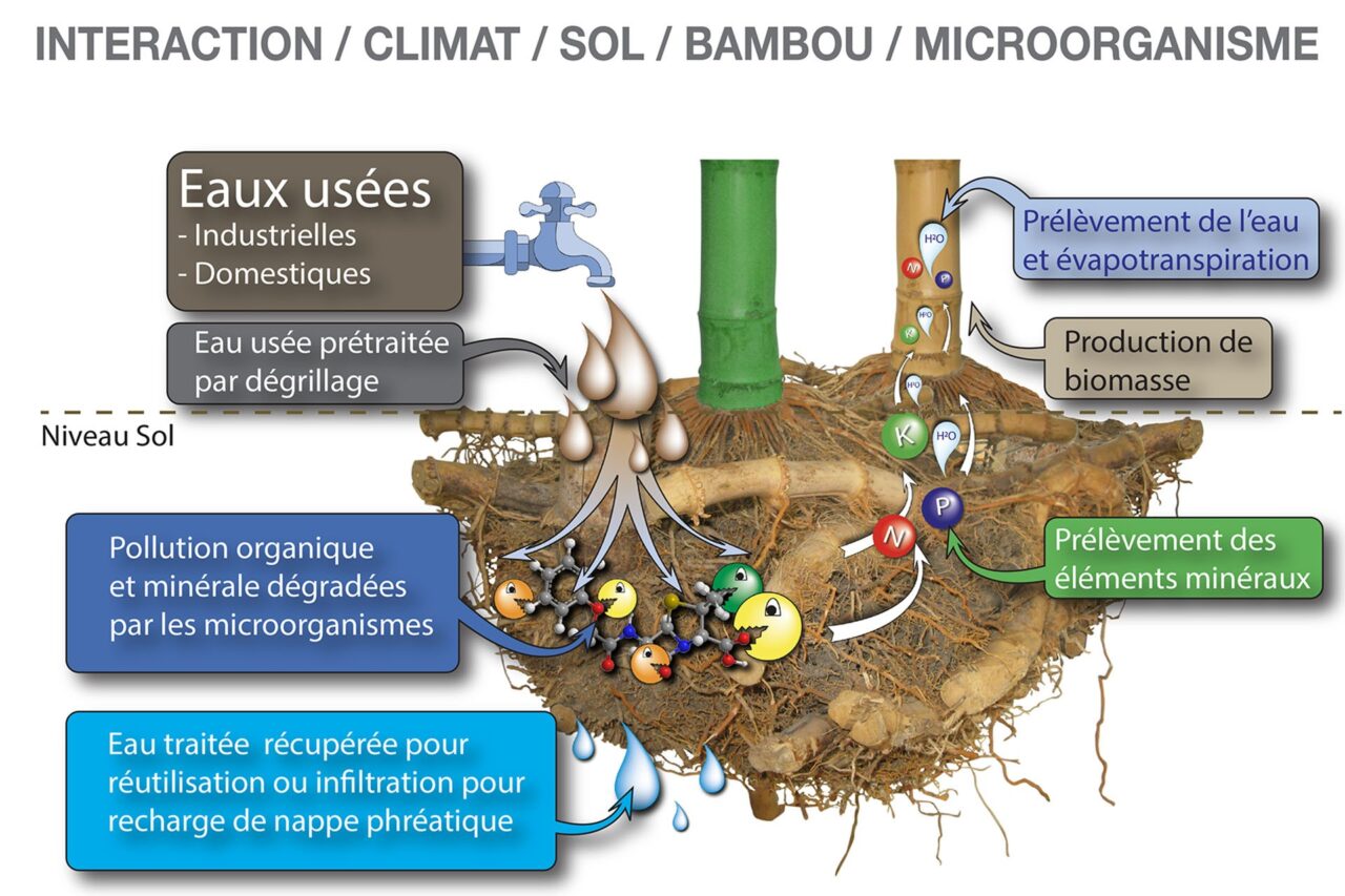 Bamboo for life, Bamboo for life voit plus grand avec le groupe NGE pour assainir les eaux usées, Made in Marseille