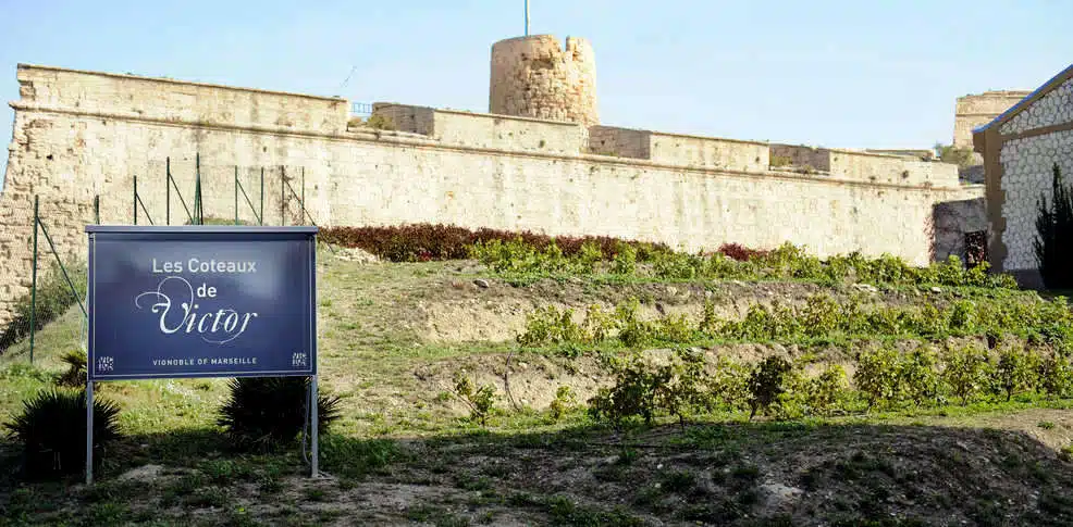 Saint-Victor, À Saint-Victor, un jardin partagé pourrait voir le jour sur une ancienne parcelle viticole, Made in Marseille
