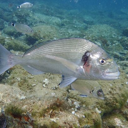 %%sitename%%, Made in Marseille — – v2, Made in Marseille