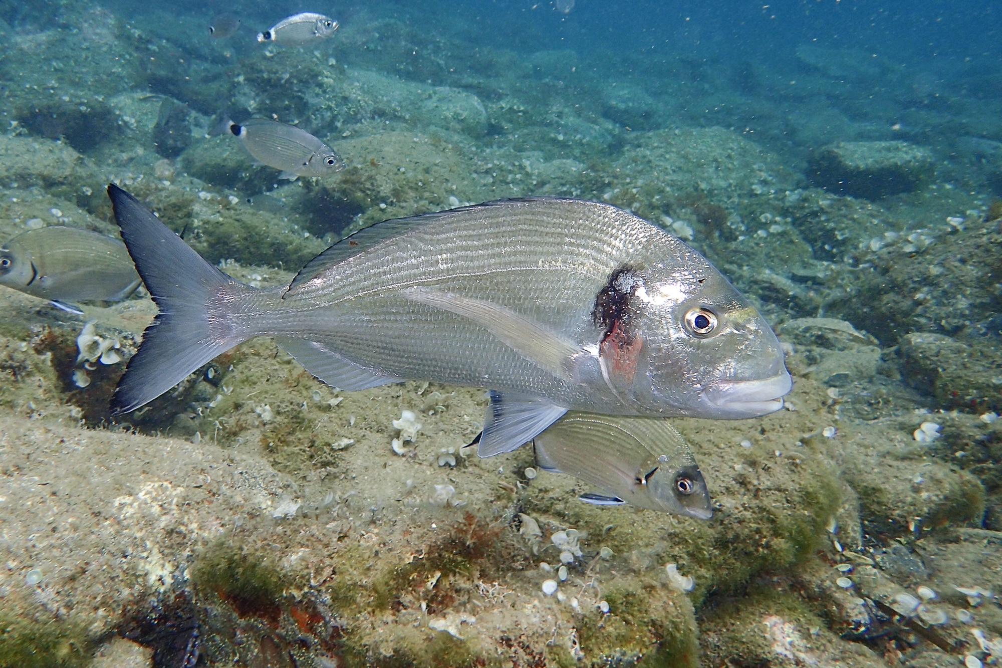 daurades, Les daurades m&eacute;diterran&eacute;ennes pl&eacute;biscitent Marseille pour se reproduire, Made in Marseille