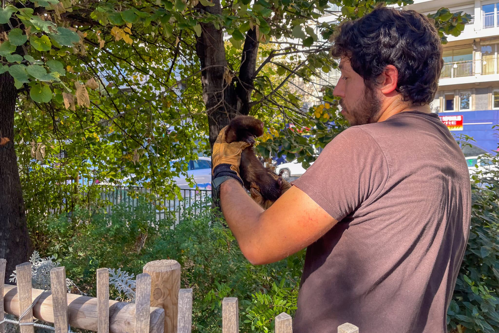 furets, Vidéo | Quand les furets font la chasse aux rats à Marseille, Made in Marseille