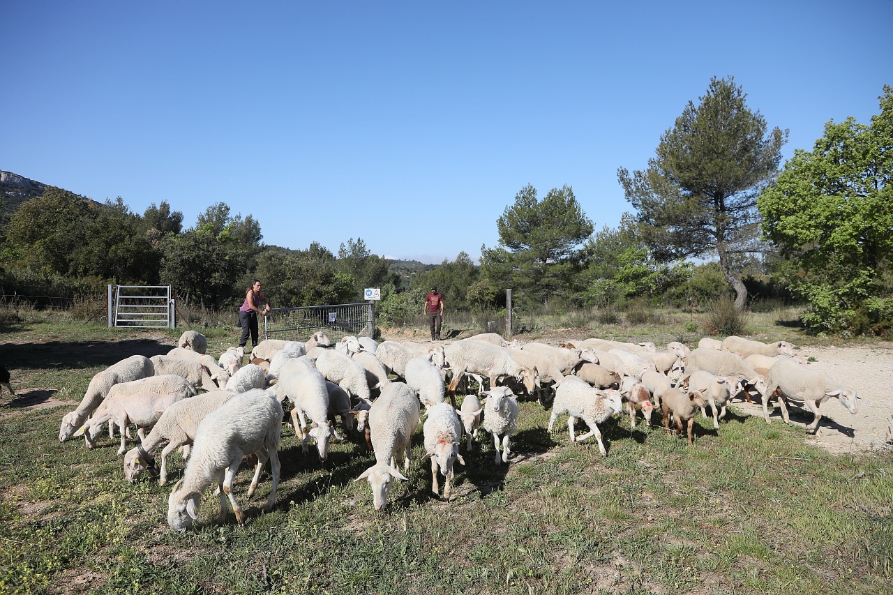Pichauris, 5 hectares de terres mises à disposition des agriculteurs au domaine de Pichauris, Made in Marseille