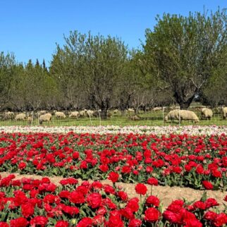 %%sitename%%, Made in Marseille — – v2 élections municipales, Made in Marseille