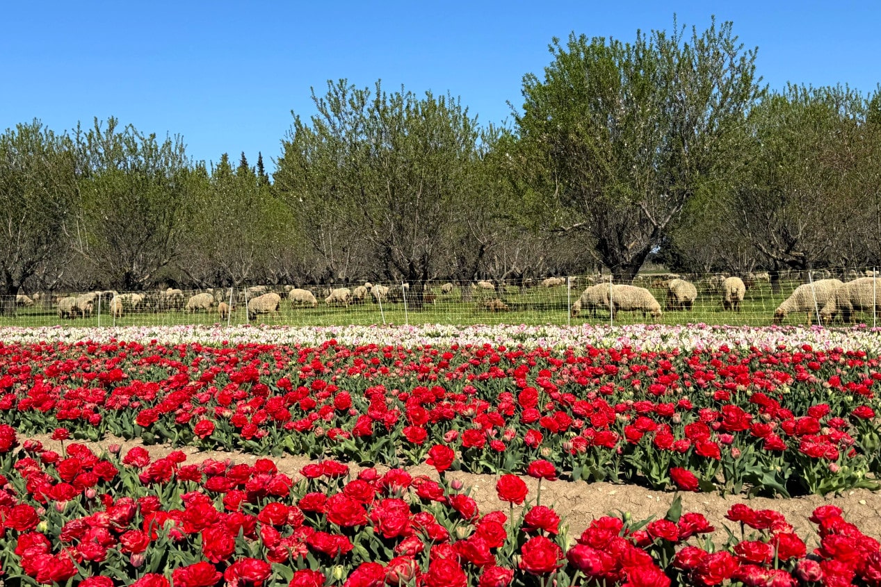 Tulipe, &Agrave; Jonqui&egrave;res, la f&ecirc;te de la tulipe s&rsquo;installe au domaine Martin de Grangeneuve, Made in Marseille