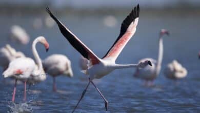 Colonie de flamants roses du Fangassier