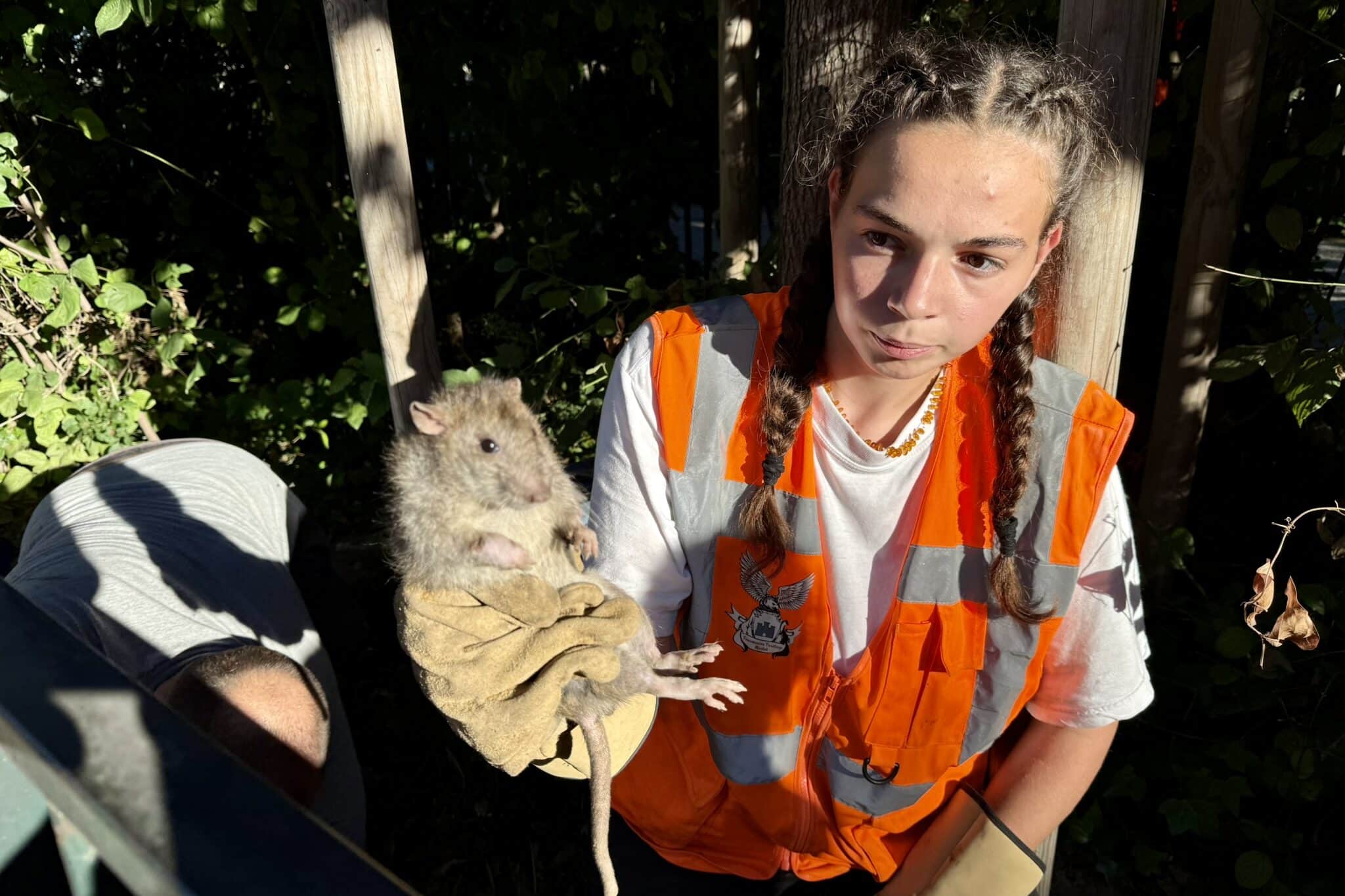 rats, Vid&eacute;o | Des furets utilis&eacute;s pour lutter contre la prolif&eacute;ration des rats et leurs maladies &agrave; Marseille, Made in Marseille