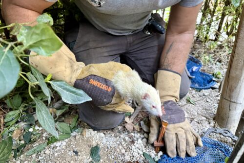 rats, Vidéo | Des furets utilisés pour lutter contre la prolifération des rats et leurs maladies à Marseille, Made in Marseille