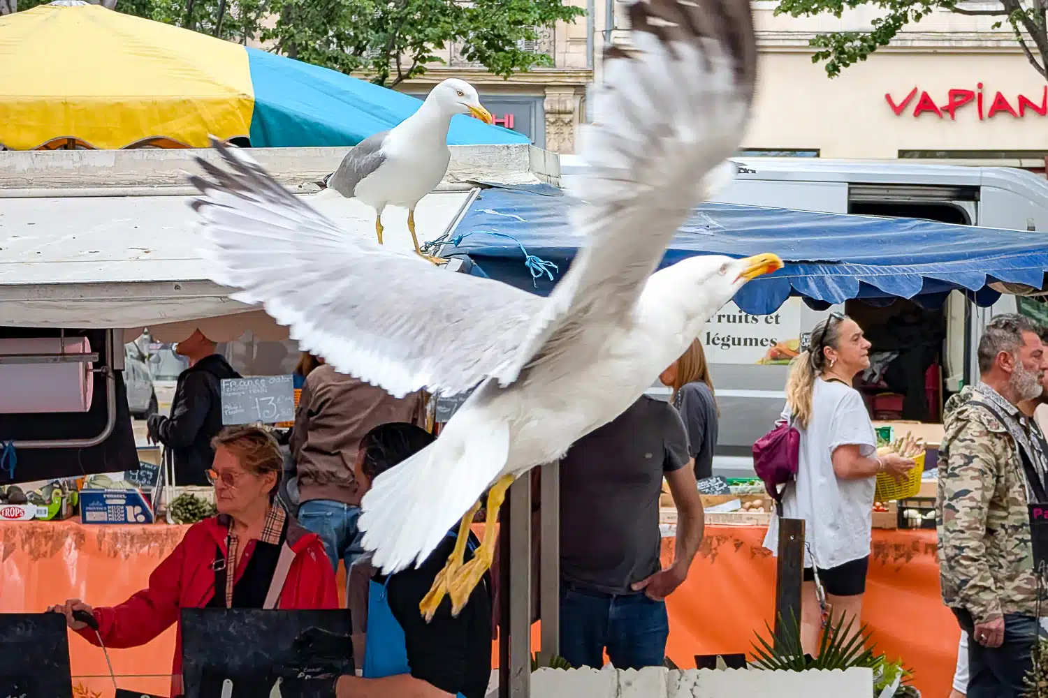 IHU, Le centre de recherche de l’IHU surveille le risque de nouvelles épidémies entre l’homme et l’animal, Made in Marseille