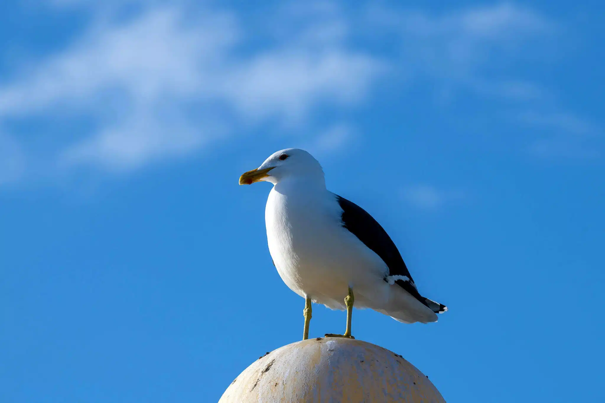 gabians, Les gabians, ces néo-Marseillais aussi protégés que mal aimés, Made in Marseille