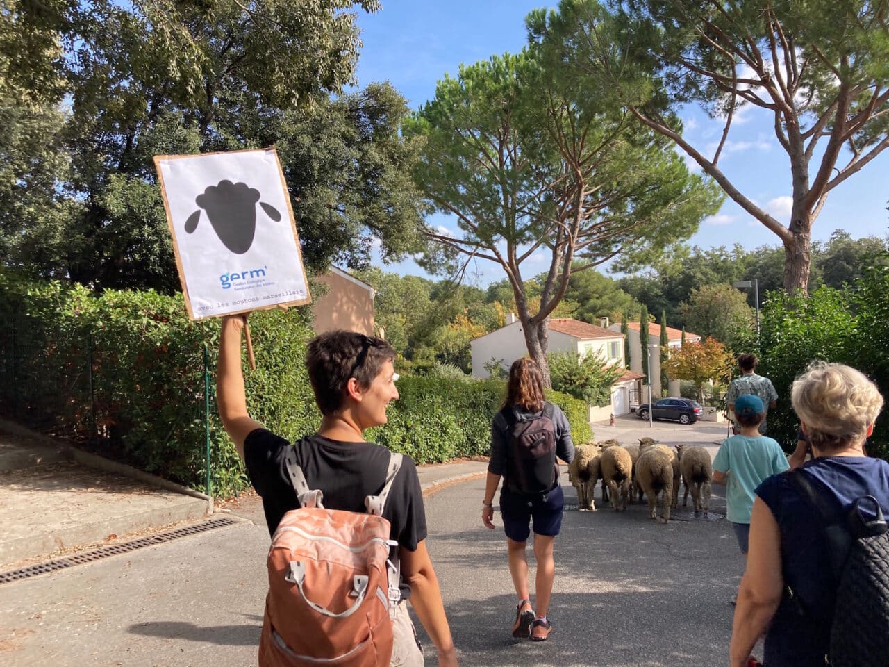 moutons marseillais, Les Moutons Marseillais font leur première transhumance à la Valentine, Made in Marseille