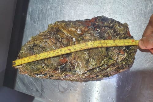 record mondial, Un Camarguais découvre une huître géante, en lice pour le record mondial, Made in Marseille