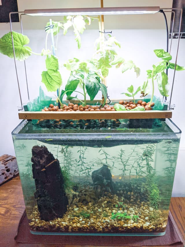 Aquapouss, À Marseille, les poissons font pousser les plantes grâce à Aquapouss, Made in Marseille