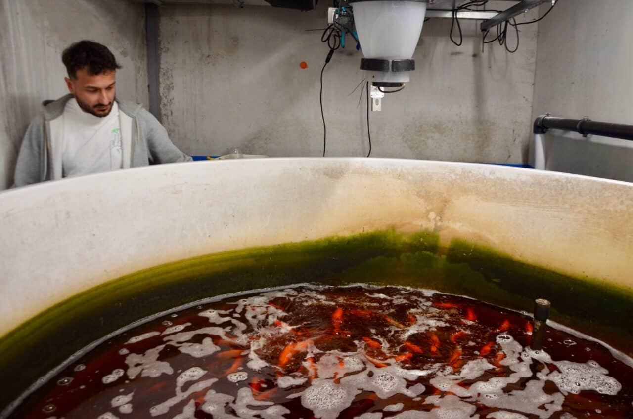 poissons, Dans cette ferme niçoise, les excréments de poissons servent d’engrais pour les micro-pousses, Made in Marseille