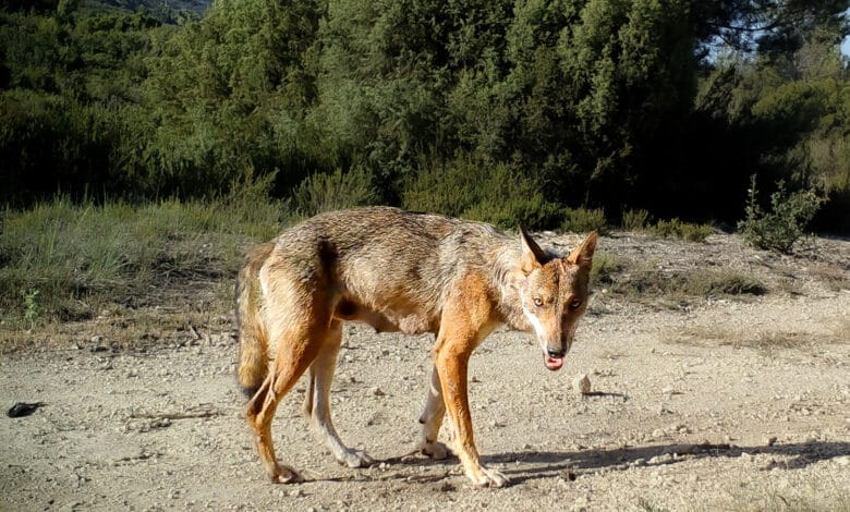 loups
