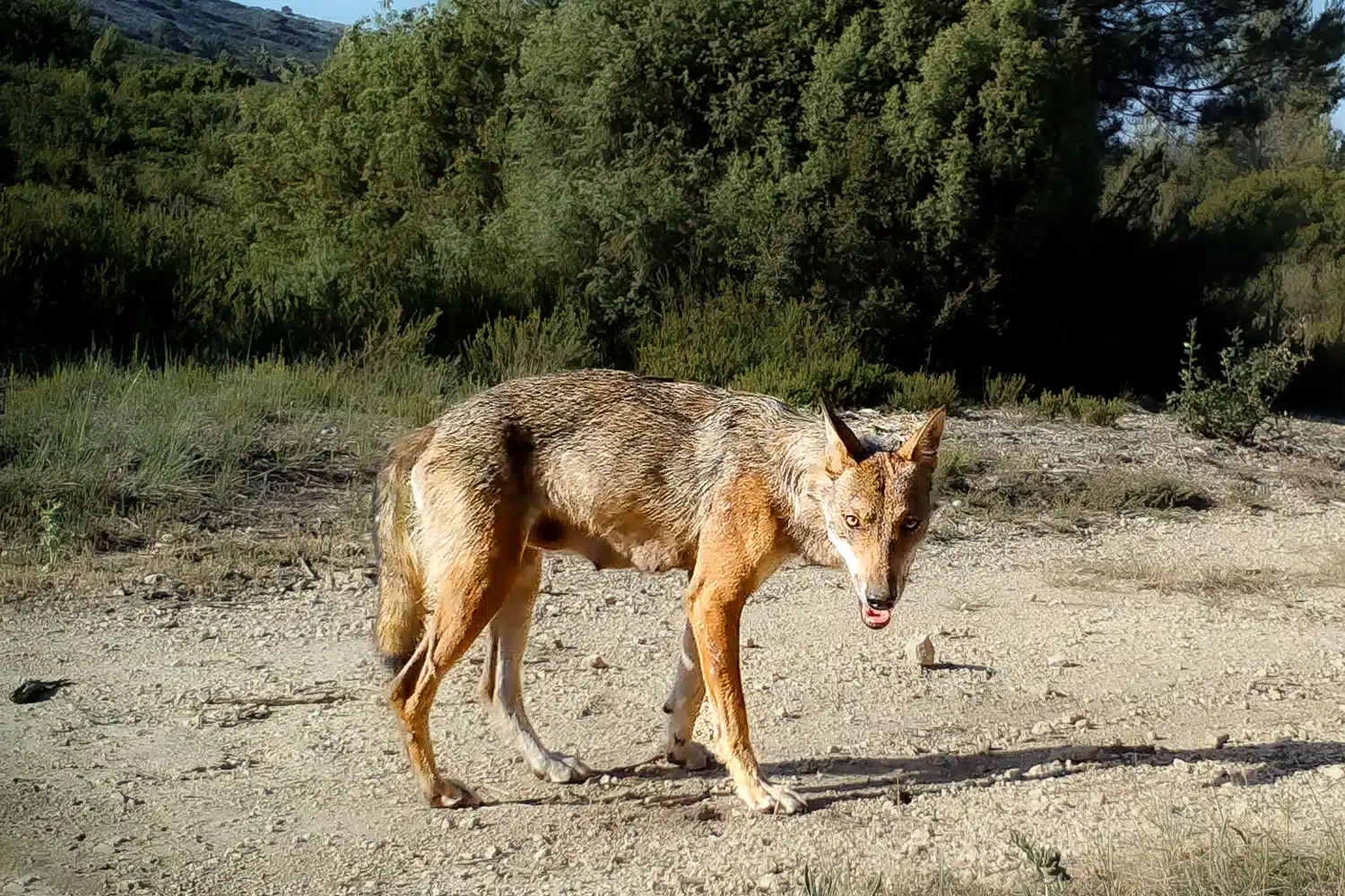 chasseurs, L&rsquo;arrivée des loups à Carpiagne a divisé par deux les prises des chasseurs, Made in Marseille