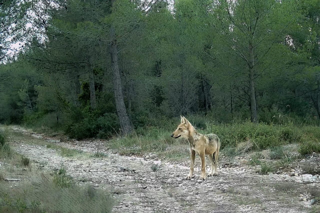 loups, Vidéo | Entre loups et chars d&rsquo;assaut, bienvenue à Carpiagne dans le parc des Calanques, Made in Marseille