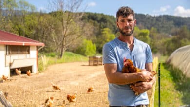 mathieu guibert éleveur poules pondeuses auriol