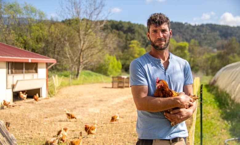 mathieu guibert éleveur poules pondeuses auriol