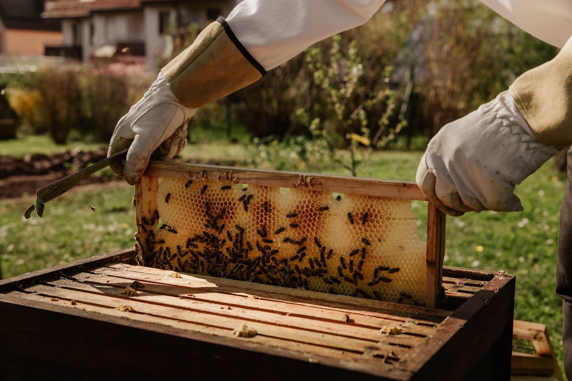 fête du miel, Le 30 avril, la Fête du miel à Mouans-Sartoux célèbre l&rsquo;apiculture provençale, Made in Marseille