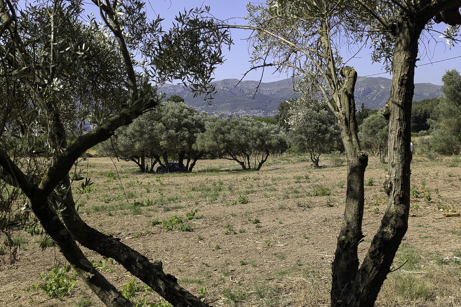 agricoles, 162 hectares agricoles sauvés par des citoyens dans la région Sud, Made in Marseille