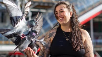 pinpon pigeon pigeons