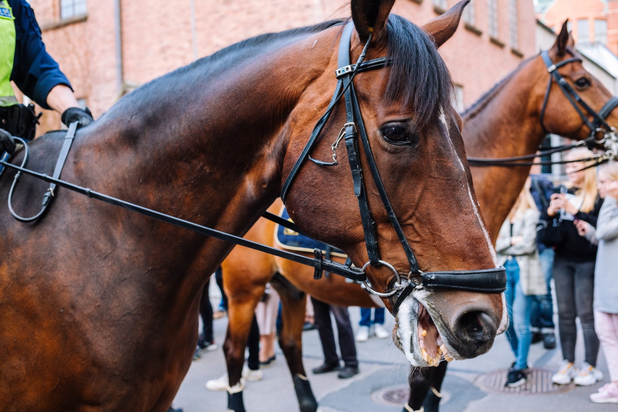 police, La police municipale de Marseille veut déployer une brigade à cheval, Made in Marseille