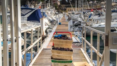 pêche oursins carry