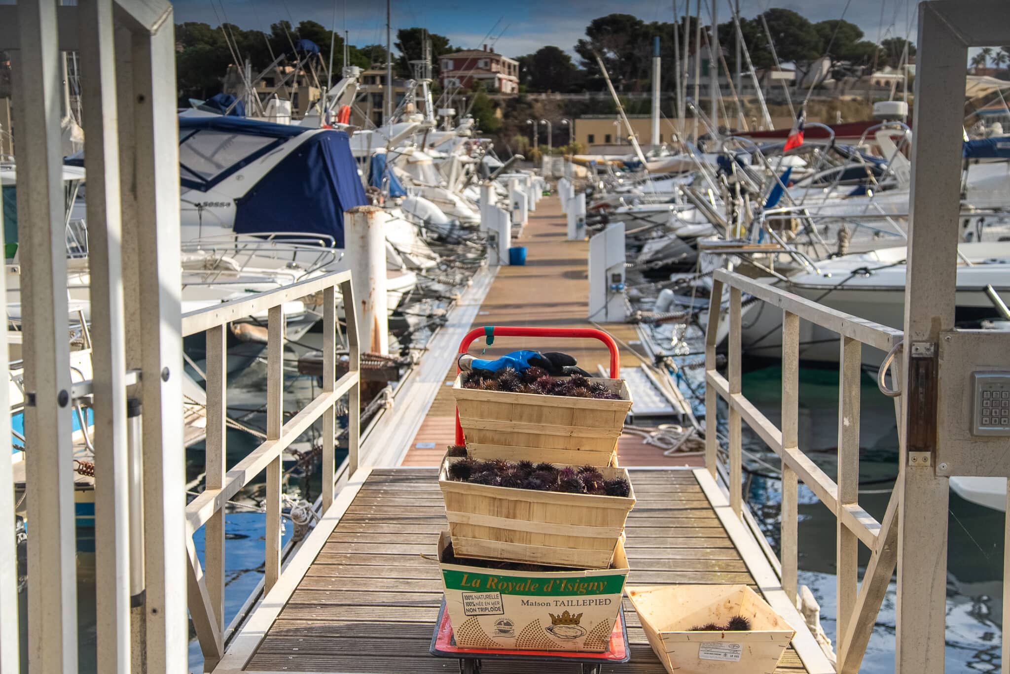 oursinades, O&ugrave; participer aux oursinades &agrave; Marseille et sur la C&ocirc;te Bleue ?, Made in Marseille