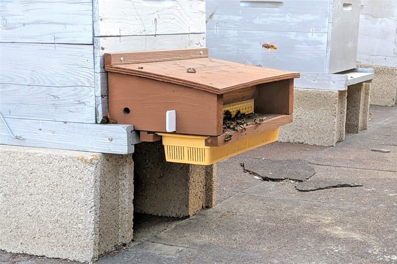 abeilles, Quand les abeilles servent de « drones naturels » pour mesurer la pollution, Made in Marseille