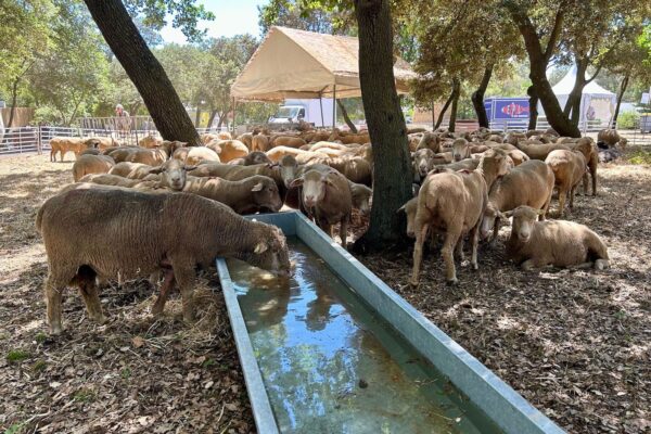 Ferme géante, marché, animations… le Salon des agricultures de Provence ouvre ce week-end