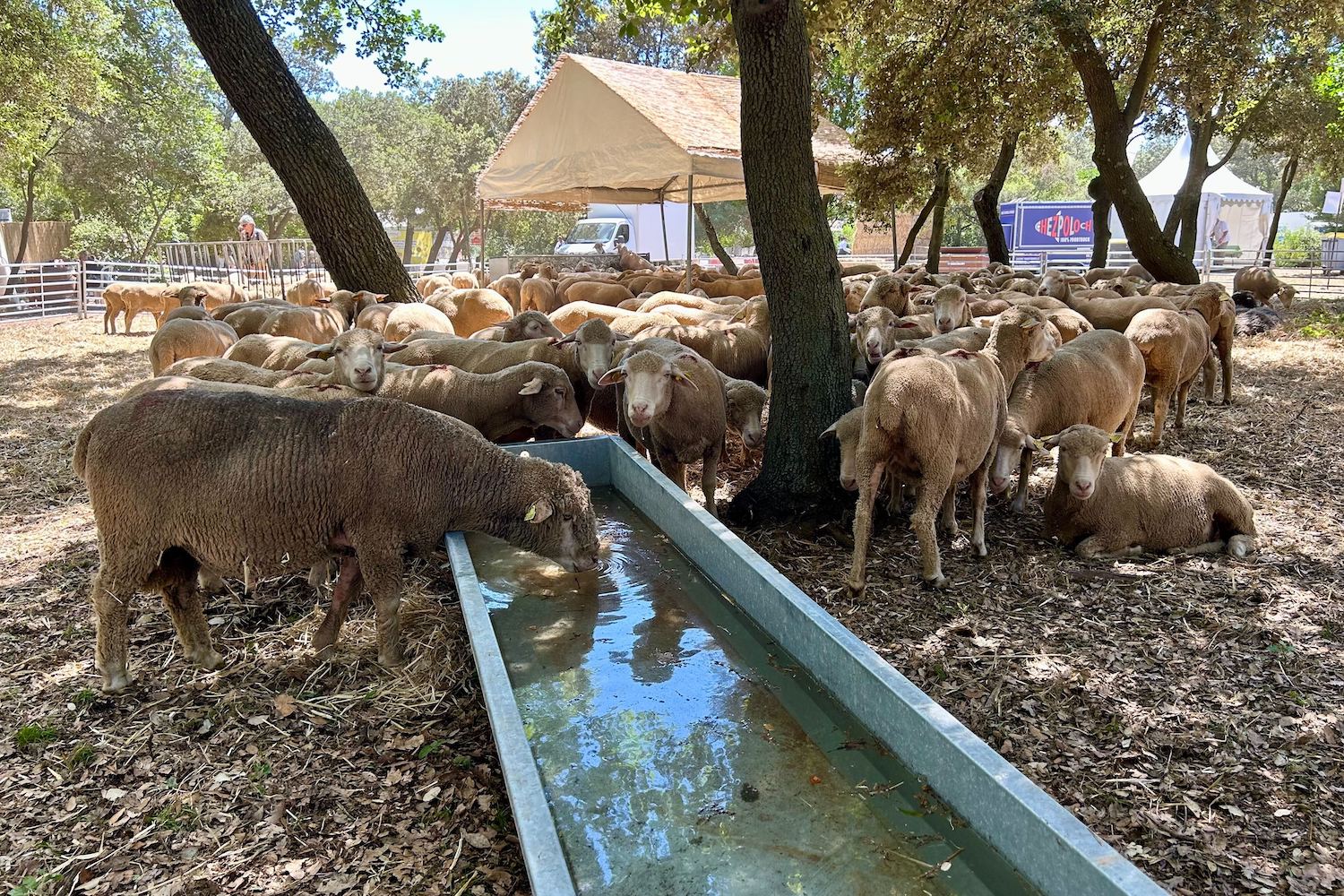 agricultures, Ferme géante, marché, animations… le Salon des agricultures de Provence ouvre ce week-end, Made in Marseille